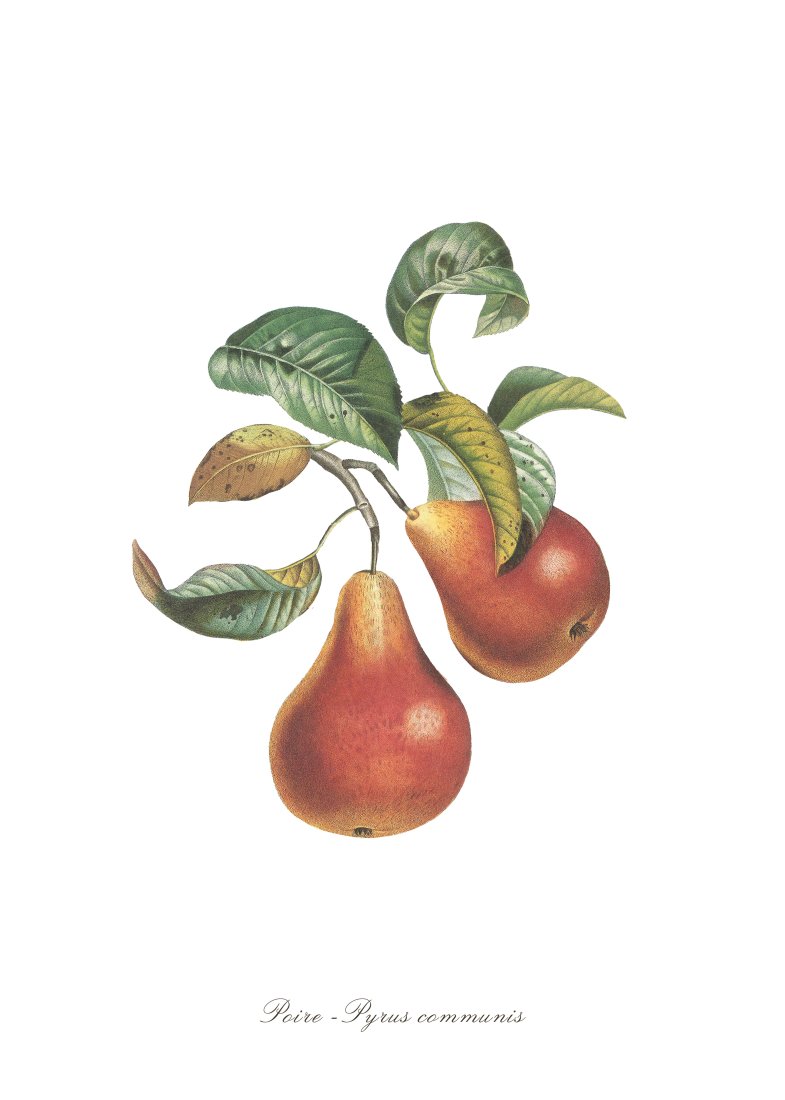 Torchon coton imprimé digital poire 50 x 70 cm