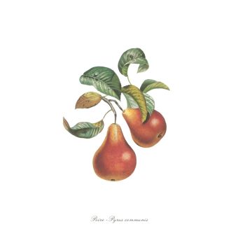 Torchon coton imprimé digital poire 50 x 70 cm 