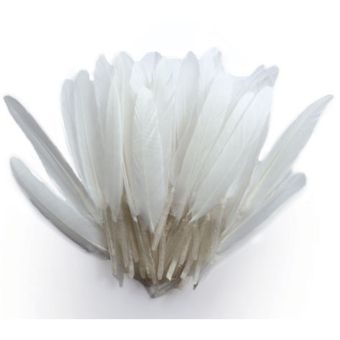 Graine Créative - Plumes d'indien pour activités enfant Blanches 15cm